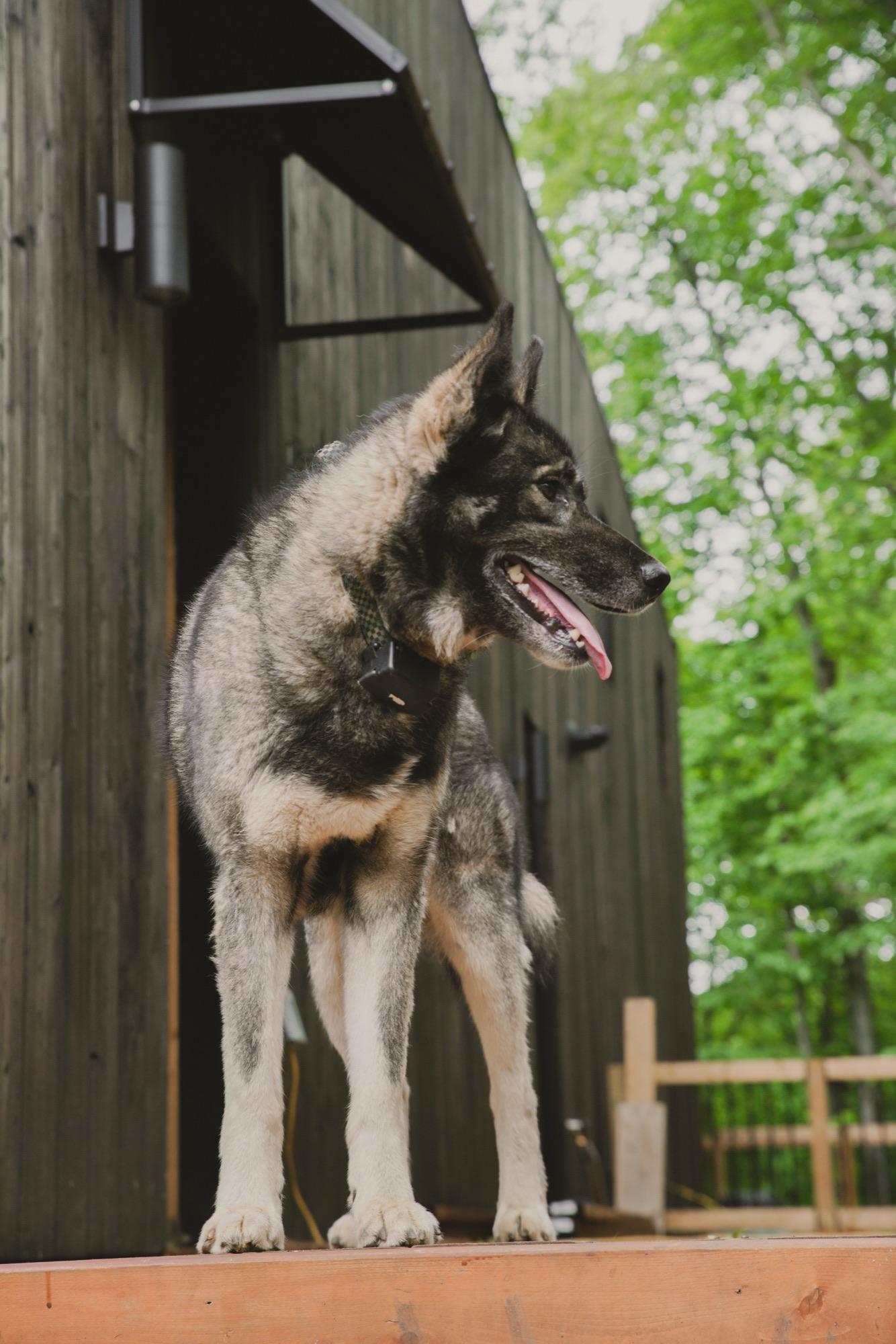 A shepherd dog standing on the deck beside the dark timber wall of the retreat building