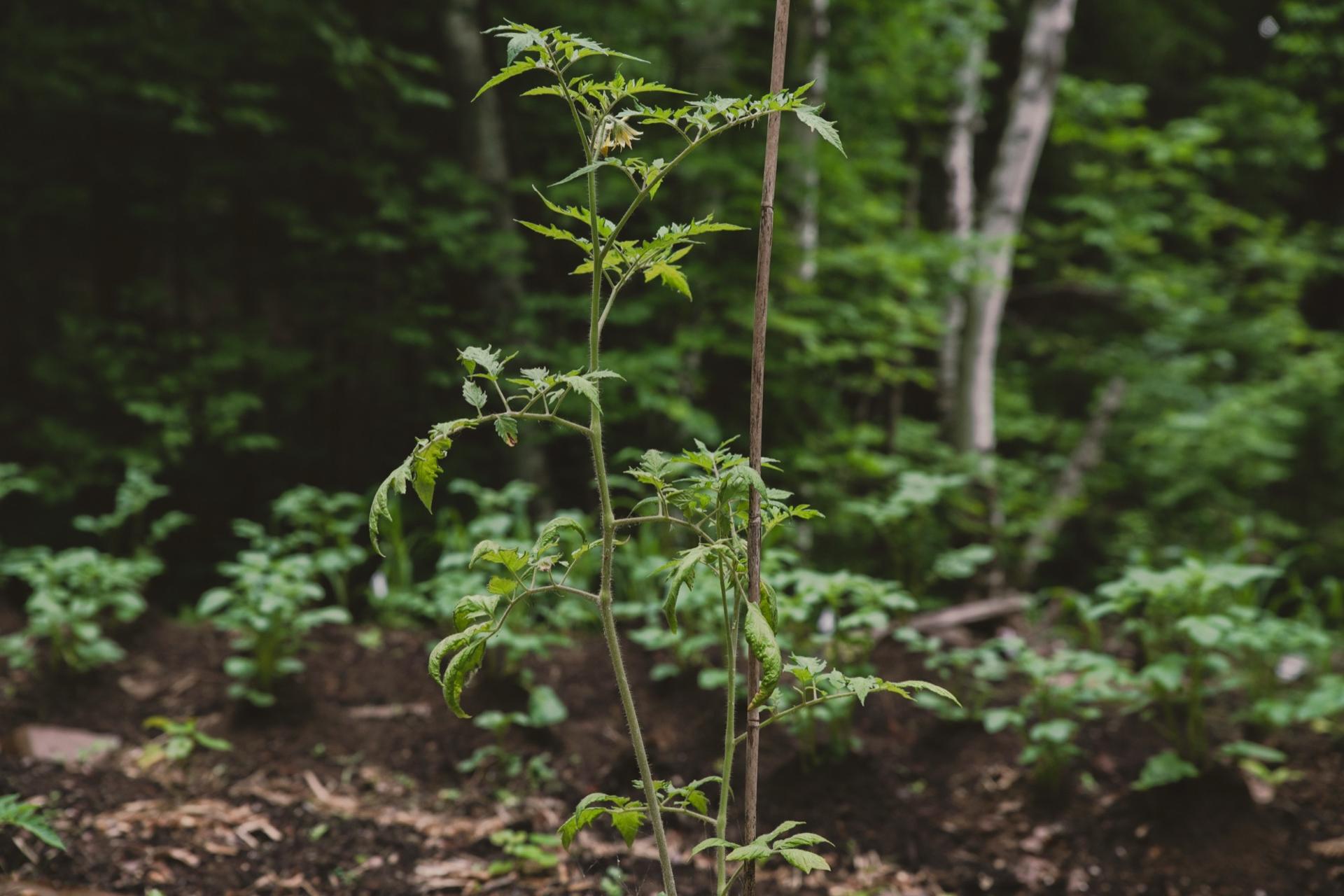 Young tomato plant staked in a garden bed with dark forest behind