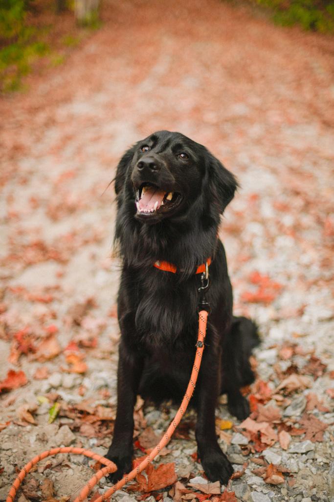 Black dog on an orange leash sitting on a leaf-covered trail